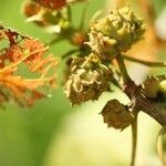 Dombeya ciliata fruit picture by S. Dufour-Kowalski (cc-by-sa)