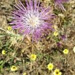 Centaurea calcitrapa flower picture by Hans Farjon (cc-by-sa)