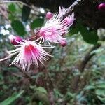 Syzygium cymosum flower picture by Bernard REYNAUD (cc-by-sa)