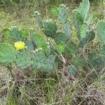 Opuntia engelmannii flower picture by Martinez Ana (cc-by-sa)