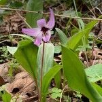 Erythronium hendersonii flower picture by Barbara Mack (cc-by-sa)