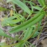 Prunella hyssopifolia leaf picture by Nicolas Lagarrigue (cc-by-sa)