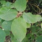 Viburnum lantana leaf picture by Sergio Senosiain (cc-by-sa)