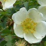 Rosa spinosissima flower picture by francois tissot (cc-by-sa)