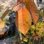 Populus balsamifera leaf picture by Danny Kozicki (cc-by-sa)