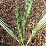 Washingtonia robusta leaf picture by Kevin Miller (cc-by-sa)