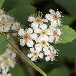 Spiraea decumbens flower picture by Martin Bishop (cc-by-sa)