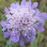 Scabiosa cinerea flower picture by Maryline Wilmot (cc-by-sa)