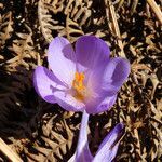 Crocus neapolitanus flower picture by Emanuele Santarelli (cc-by-sa)