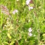 Silene gallica habit picture by Emmanuel Cosson (cc-by-sa)