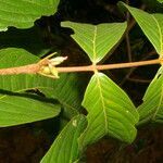 Inga pezizifera leaf picture by Nelson Zamora Villalobos (cc-by-nc)