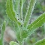 Cynoglossum creticum leaf picture by Stéphane Mars (cc-by-sa)