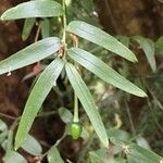 Luzuriaga radicans leaf picture by Daniel Barthelemy (cc-by-nc)