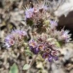 Phacelia secunda flower picture by Trap Hers (cc-by-sa)