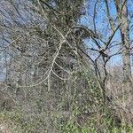 Salix appendiculata habit picture by Meyer Gerhard (cc-by-sa)