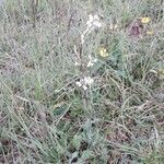 Arabis hirsuta habit picture by beurny (cc-by-sa)