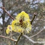 Salix daphnoides flower picture by Trostel Martin (cc-by-sa)