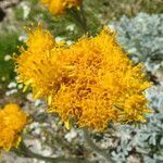 Senecio leucanthemifolius flower picture by Llandrich anna (cc-by-sa)