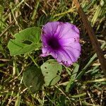 Ipomoea asarifolia flower picture by Maarten Vanhove (cc-by-sa)