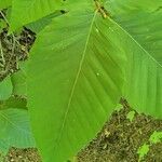 Fagus grandifolia leaf picture by Michel G (cc-by-sa)