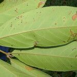 Guarea gentryi leaf picture by Nelson Zamora Villalobos (cc-by-nc)