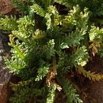 Leucheria daucifolia leaf picture by Fabien Anthelme (cc-by-sa)