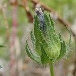 Malva setigera fruit picture by Yoan MARTIN (cc-by-sa)