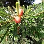 Abies nordmanniana fruit picture by Alberto Sala (cc-by-sa)