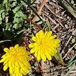 Taraxacum pyrenaicum flower picture by Farrus Héctor (cc-by-sa)