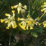 Primula veris flower picture by Fantata (cc-by-sa)