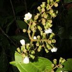 Adelobotrys adscendens flower picture by Nelson Zamora Villalobos (cc-by-nc)