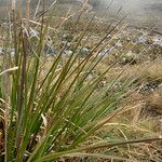 Cortaderia pungens leaf picture by Fabien Anthelme (cc-by-sa)