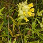 Rhinanthus major leaf picture by Martin Bishop (cc-by-sa)