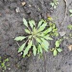 Erigeron canadensis leaf picture by Theo Kint (cc-by-sa)