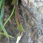 Asplenium septentrionale fruit picture by Llandrich anna (cc-by-sa)