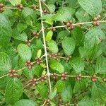 Zanthoxylum americanum fruit picture by Tasha Van Dinther (cc-by-sa)