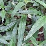 Salvia leucantha leaf picture by zambrano melina (cc-by-sa)