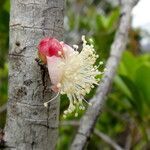 Eugenia noumeensis flower picture by Richard Chesher (cc-by-sa)