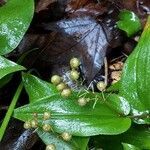 Maianthemum canadense habit picture by Tasha Tchek (cc-by-sa)