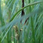 Carex elata fruit picture by Yoan MARTIN (cc-by-sa)