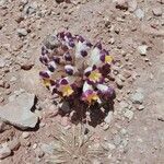 Cistanche violacea flower picture by Saifi Merdas (cc-by-sa)