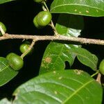 Margaritaria nobilis fruit picture by Nelson Zamora Villalobos (cc-by-nc)