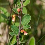 Cotoneaster integerrimus flower picture by Heinz Gass (cc-by-sa)