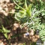 Nigella arvensis fruit picture by Christian Baladou (cc-by-sa)