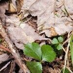 Coptis trifolia leaf picture by Ron Banerjee (cc-by-sa)