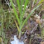 Typha incana leaf picture by Юрий Басов (cc-by-sa)