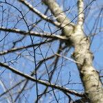 Betula lenta habit picture by Maarten Vanhove (cc-by-sa)