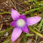 Romulea ligustica flower picture by Martin Bishop (cc-by-sa)