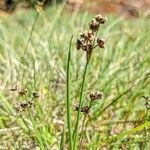 Juncus alpinoarticulatus habit picture by Albert Burgas (cc-by-sa)