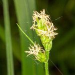 Carex muricata flower picture by Martin Bishop (cc-by-sa)